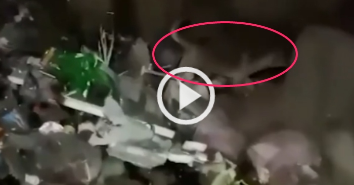 Video: Giải cứu chó cưng sau 6 năm rơi xuống hang sâu 50 mét