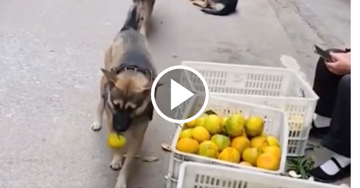 Video: Hai chú chó rủ nhau lấy trộm quít được bày bán ở chợ