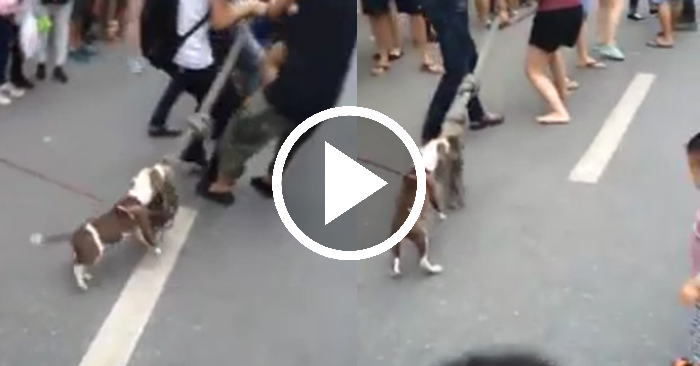 Video: Cún cưng hăng hái chơi kéo co trên phố đi bộ