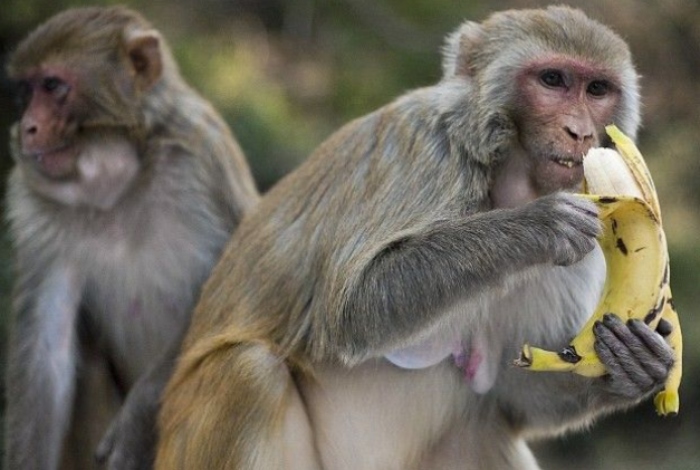 Video: Khỉ bất ngờ xuất hiện cưỡng chế 'vay' chuối của anh bảo vệ
