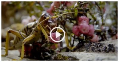 Video: Loài dế to bằng chuột có thể tự đóng băng cơ thể