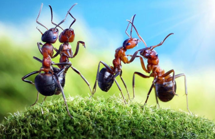 Video: Loài kiến và mối đạt được thỏa thuận đình chiến như phim