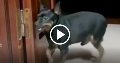 Video: Chó nhỏ múa lân đúng nhịp theo tiếng nhạc