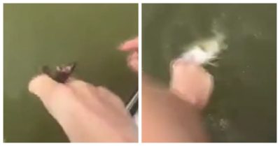 Clip: Tuyệt chiêu câu cá bằng ngón chân khó tin