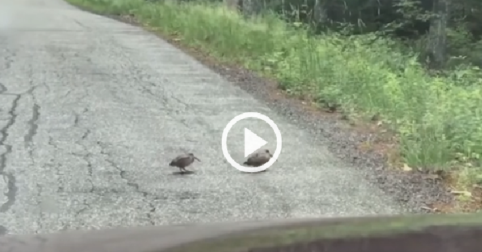 Video: Đôi chim vừa đi vừa nhún nhảy trên đường