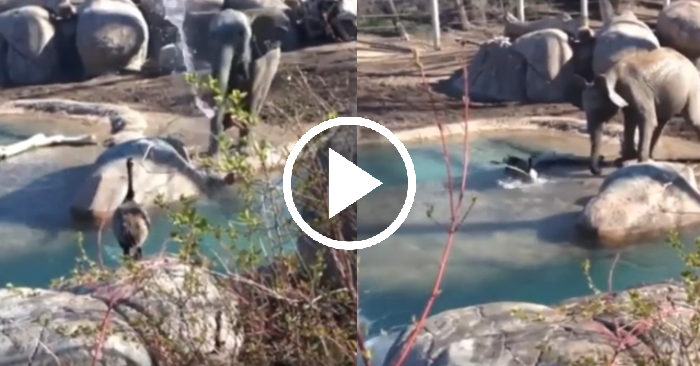 Video: Con voi phun nước vào ngỗng để gây chú ý