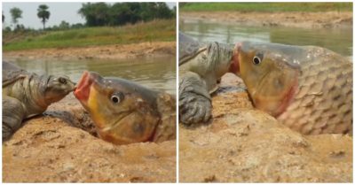 Video: Rùa ‘nghĩa hiệp’ cứu cá chép mắc cạn thoát nạn