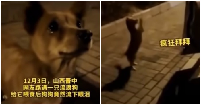Một con chó hoang chảy nước mắt khi nhận được thức ăn của người lạ (ảnh cắt từ clip).