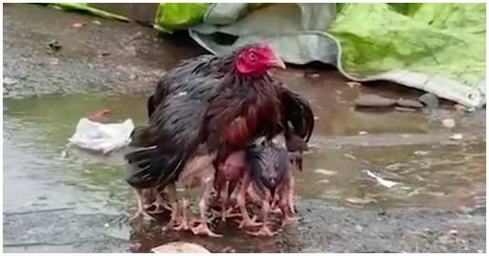Gà mẹ dang cánh che chở cho đàn con trong mưa bão (ảnh cắt từ clip).