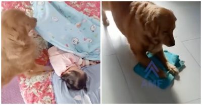 Clip: Chú chó ‘đảm đang’ biết lau nhà, đắp chăn cho em bé ngủ