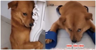 Clip: Chó cưng tỏ vẻ hối lỗi khi bị chủ mắng