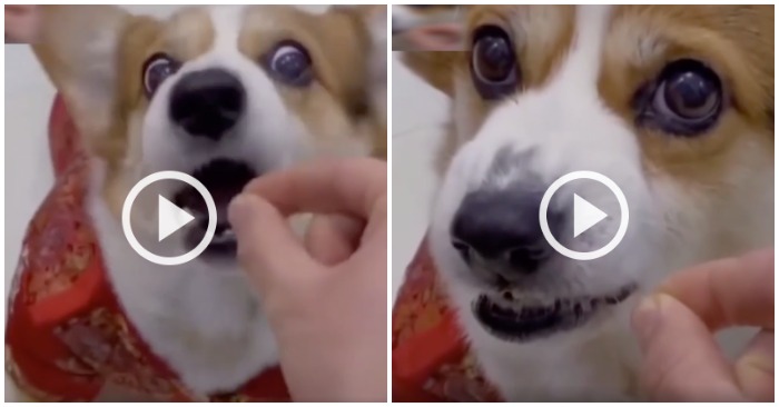 Sau 2 lần bị lừa đến lần thứ 3 chứ chó đã nhe răng dằn mặt ông chủ (ảnh cắt từ clip).