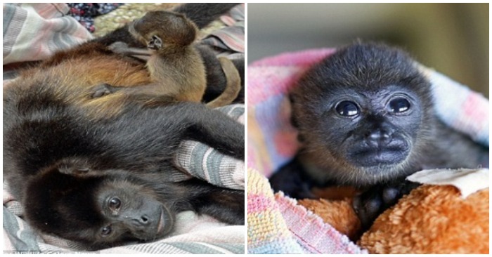 Con khỉ nhỏ tên Ashley chỉ mới hai tuần tuổi khi mồ côi mẹ trong vụ tai nạn (ảnh chụp màn hình trên báo VnExpress).