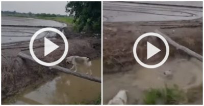 Video: Chú chó trượt chân rơi xuống sông khi đi qua cầu khỉ