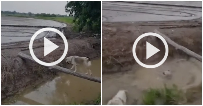 Chú chó rơi xuống sông vì tự tin đi qua cầu khỉ (ảnh cắt từ clip).