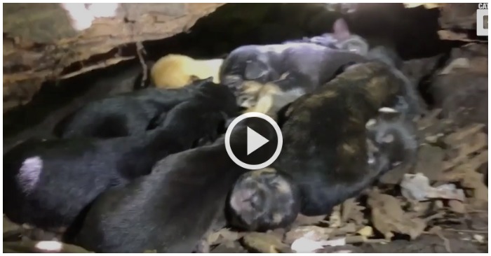 Đàn chó con 13 con được tìm thấy trong bụi dậm (ảnh cắt từ clip).
