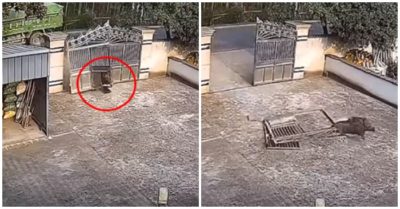 Video: Lợn rừng tông sập cổng sắt nhà dân, bay qua tường rào khiến dân mạng tròn mắt