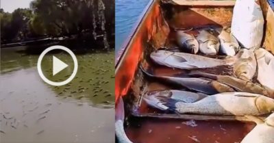 Video: Hàng nghìn con cá say rượu nổi kín mặt hồ