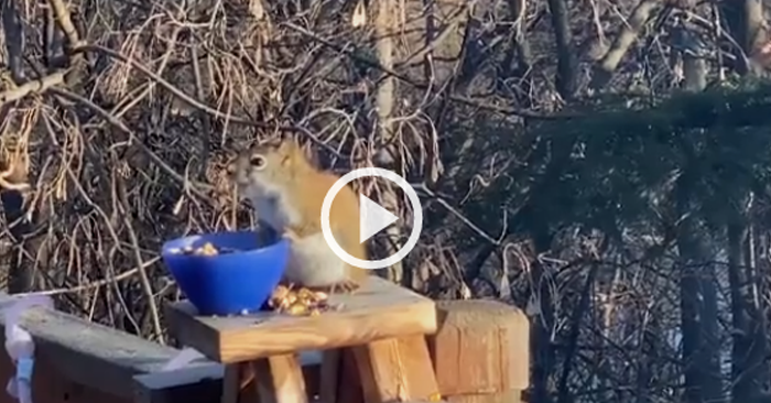 Video: Sóc nhỏ gật gù nghiêng ngả vì ăn phải quả bị lên men