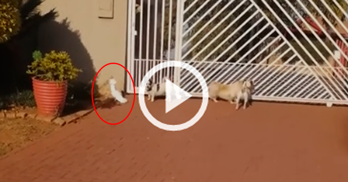 Video: Vẹt chạy khắp sân và sủa ầm ĩ theo các chú cún