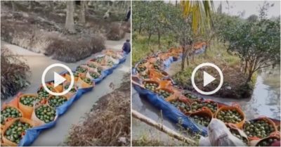 Video: Cách thu hoạch cam của người dân miền Tây, đỡ được nhiều công sức