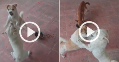 Video: Chú chó tranh thủ chạy ra ăn khi đồng đội đánh nhau