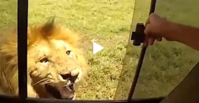 Video: Hai du khách hú vía vì vuốt ve sư tử