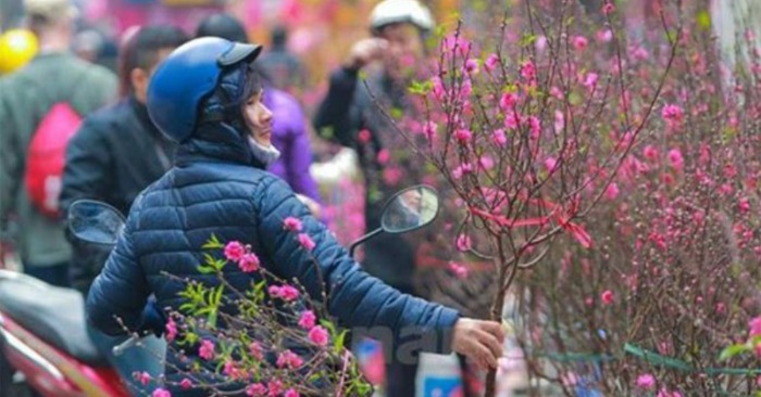 Mua sắm hoa đào Tết trong thời tiết lạnh giá ở Miền Bắc, Miền Trung (ảnh chụp màn hình báo Hà Tĩnh).