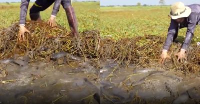 Video: Dùng tay lật đám muống nước lên, người đàn ông thu hoạch đầy ắp thau cá trê