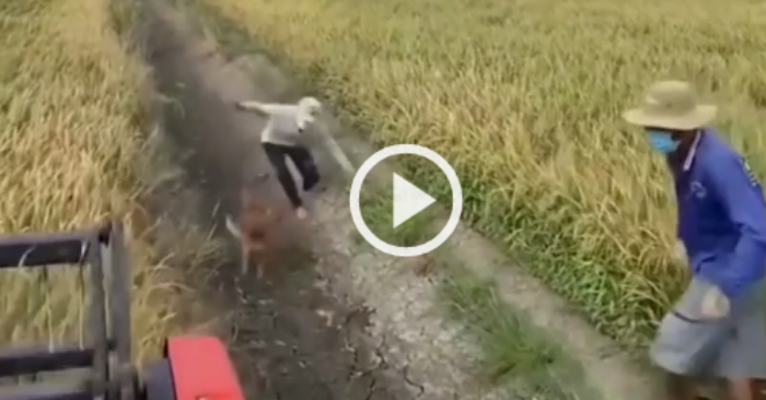 Video: Nông dân tay không bắt chuột đồng mùa gặt