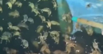 Clip: Mãn nhãn cảnh vớt hàng nghìn con cua nổi trên mặt nước, vài phút đã đầy thuyền