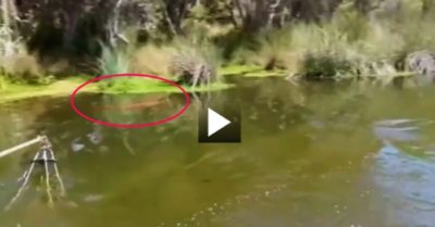 Video: Cá cảnh hóa thành “quái vật” sông