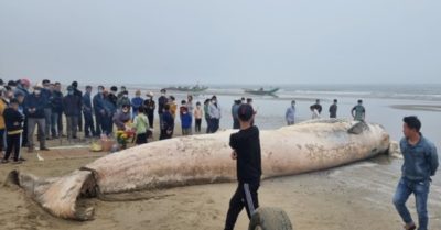Phát hiện xác cá voi nặng gần 10 tấn trôi dạt vào bờ biển Thanh Hóa