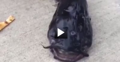 Video: Cần thủ câu được cá trê 3 mắt ngay trong thành phố New York