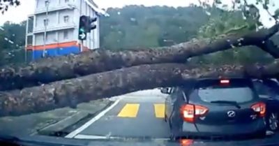 Video: Cây xanh đè trúng 2 ôtô chở 8 người đang dừng đèn đỏ