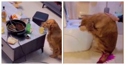 Video: Chó cưng ‘say bí tỉ’ vì uống trộm bia của chủ