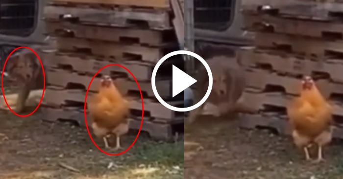 Video: Chó cưng và gà mái chơi đuổi bắt cùng với nhau