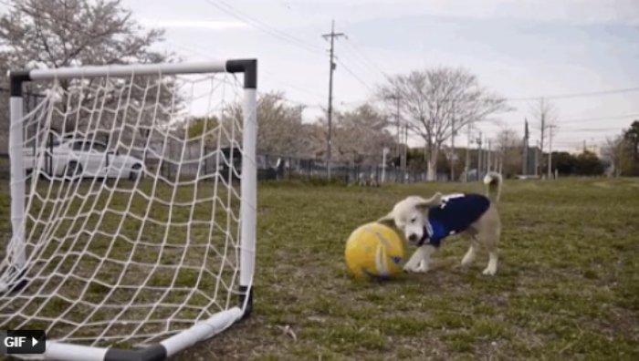 Video: Chú chó trổ tài chơi bóng chuyền điêu luyện với chủ nhân