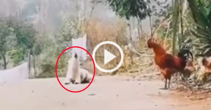 Video: Chú cún cưng bắt chước tiếng gáy của gà trống