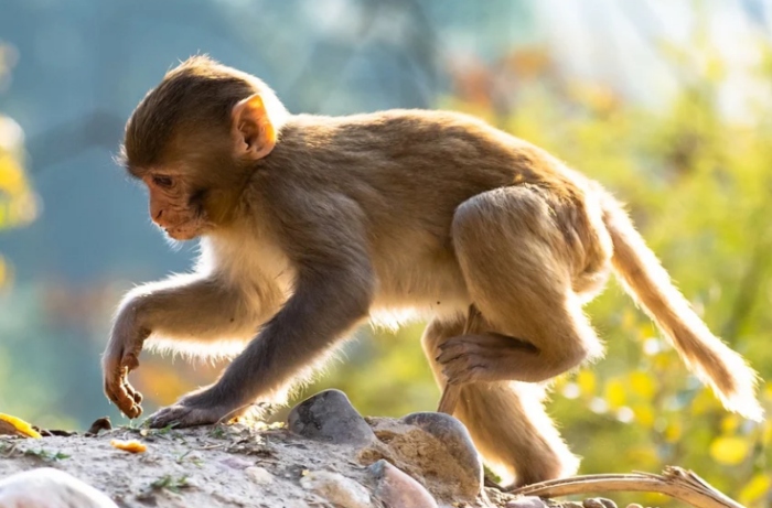Video: Chú khỉ "bợm nhậu" liên tục đòi chủ nhân cho uống bia