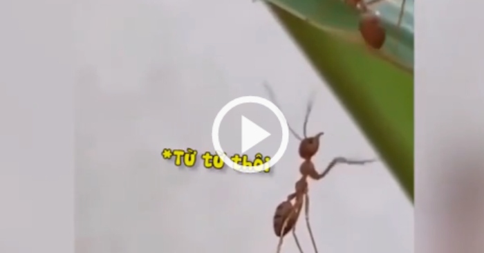 Video: Chú kiến ngơ ngác khi bị đồng đội bỏ quên