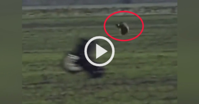 Video: Khoảnh khắc con thỏ tung người né móng vuốt diều hâu