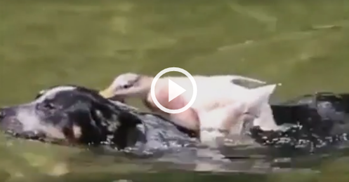 Video: Con vịt lao thẳng xuống hồ cưỡi lên mình chó rồi đuổi lên bờ
