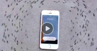 Video: Đàn kiến bò thành vòng tròn quanh iPhone đang đổ chuông gây sốt
