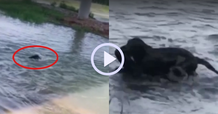 Video: Chú chó lao xuống dòng nước xiết cứu đồng loại
