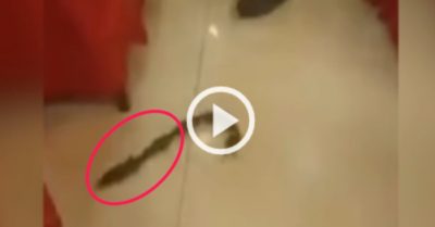 Video: Cả gia đình chuột chơi ‘rồng rắn lên mây’ trong nhà hàng