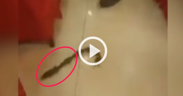 Video: Cả gia đình chuột chơi 'rồng rắn lên mây' trong nhà hàng