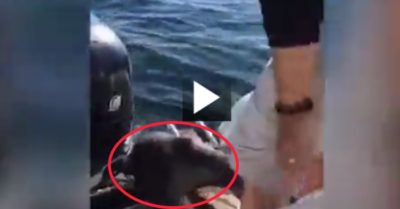 Video: Hải cẩu cuống cuồng nhảy lên thuyền vì bị cá kình truy đuổi