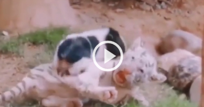 Video: Hổ vằn con khổ sở vì bị lợn con gây rối