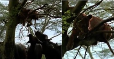 Video: Bị đàn trâu rừng truy đuổi, sư tử hoảng sợ leo lên cây lánh nạn